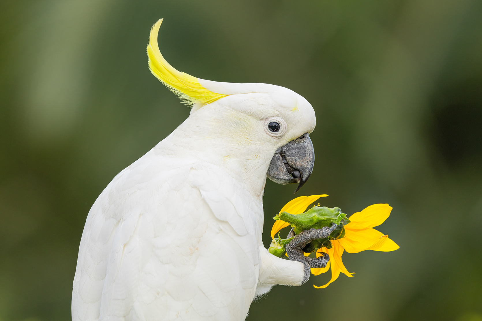 Попугай Какаду