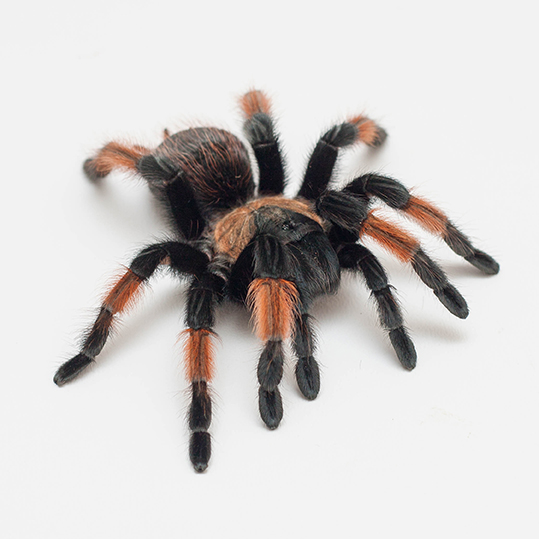 Мексиканский рыжий коленный (Brachypelma emilia)