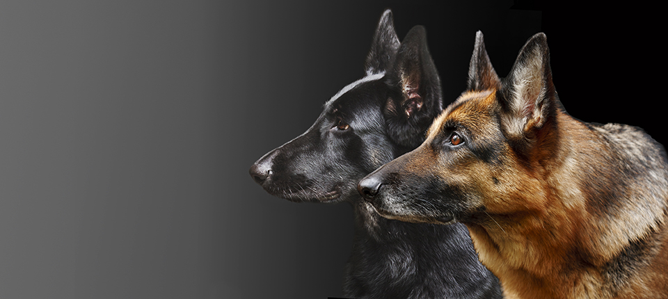 Стандарт породы немецкой овчарки