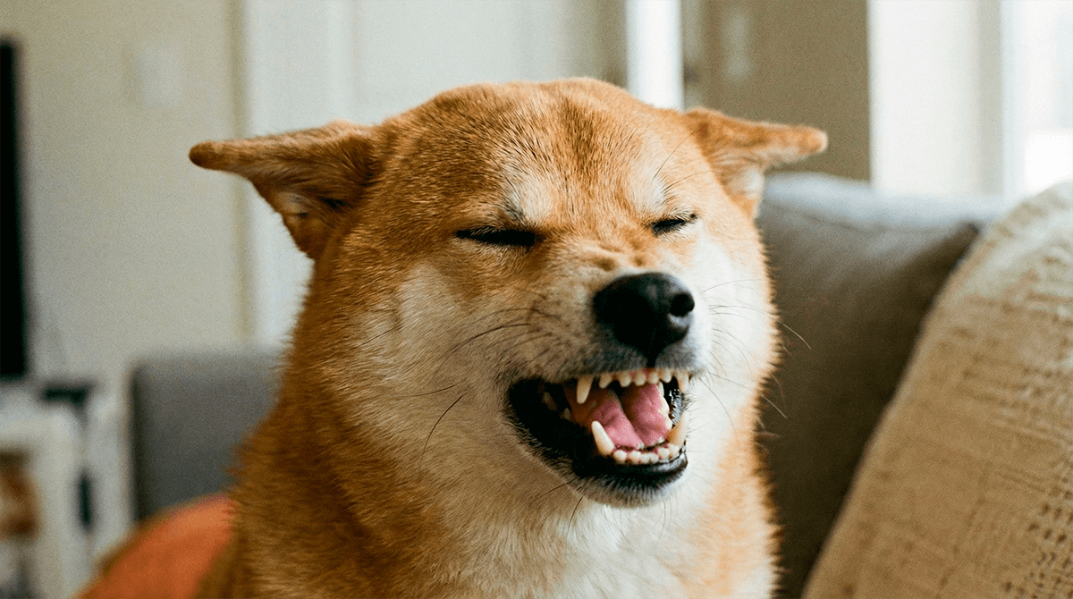 Сиба-ину прижал уши и делает недовольную гримасу (крик сибы).