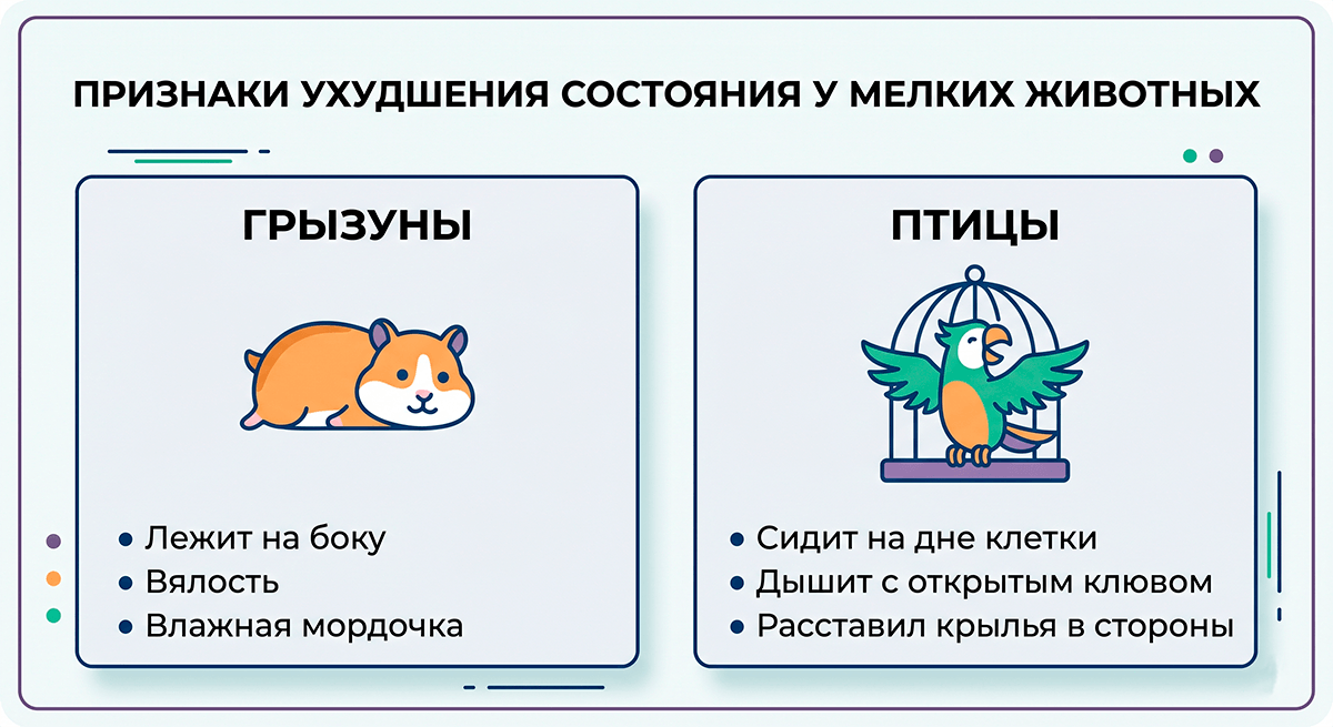 Схема симптомов перегрева у домашних грызунов и птиц