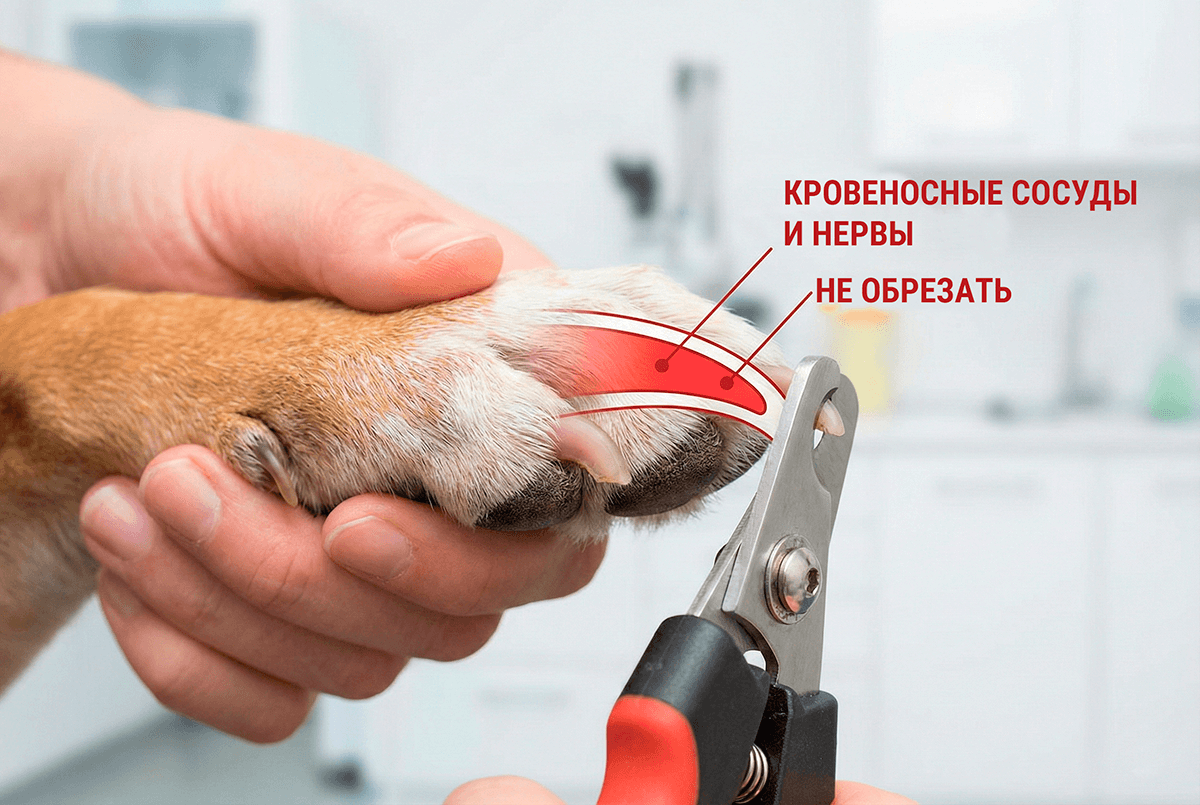 Схема стрижки когтей собаки: как не задеть кровеносный сосуд.