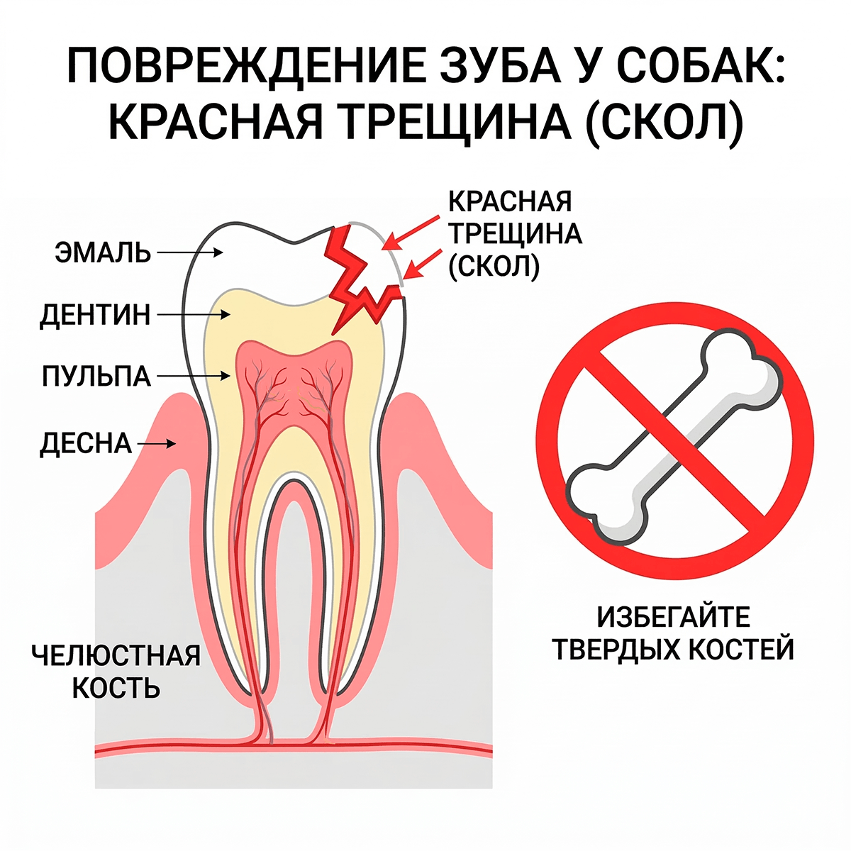 скол зубной эмали и травма десны у собаки из-за грызения твердых костей.