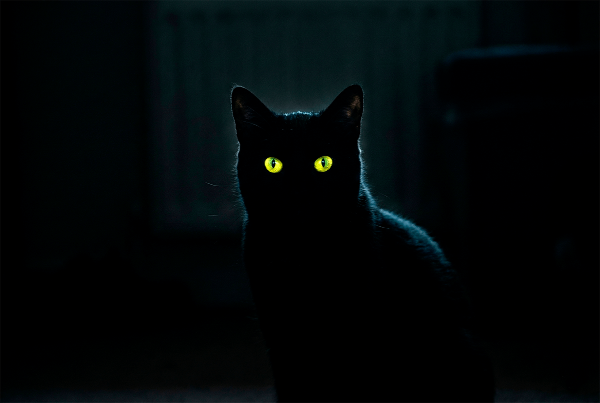 Светящиеся глаза кошки в темноте (работа тапетума).