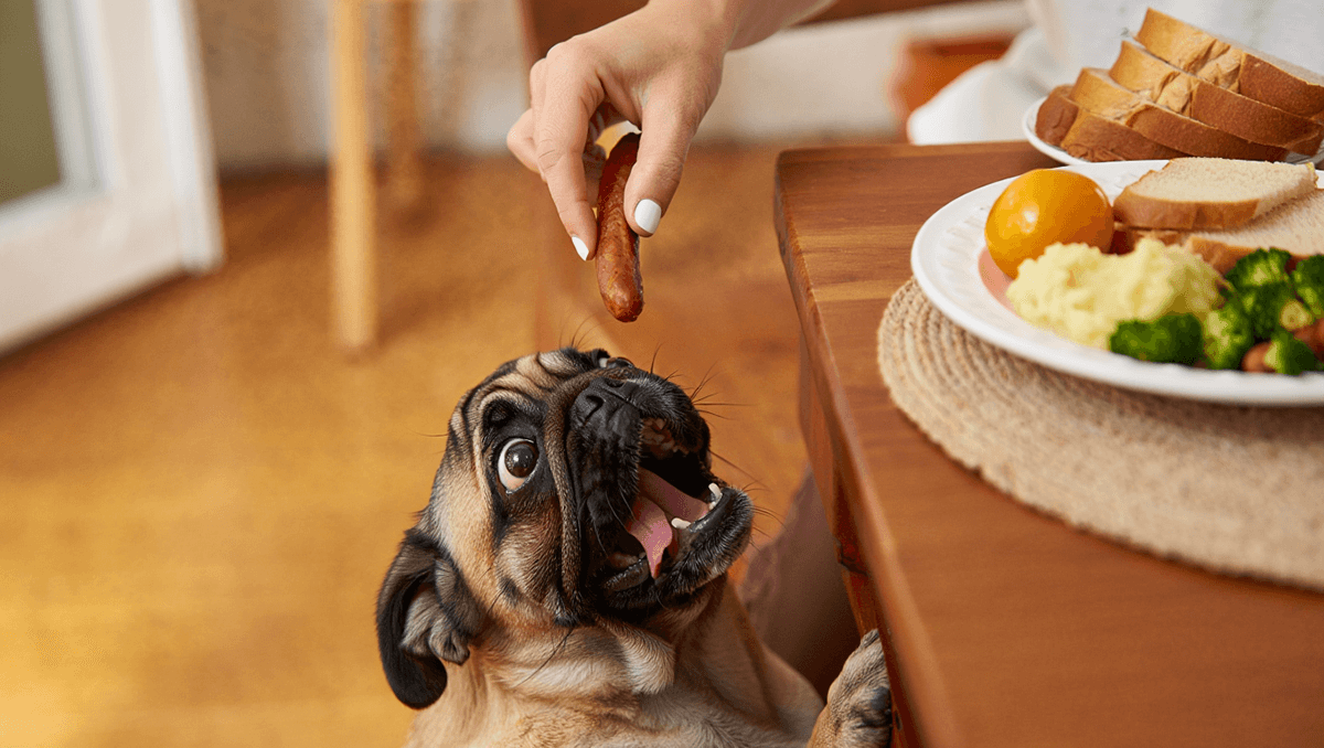 Собака выпрашивает еду у обеденного стола хозяина