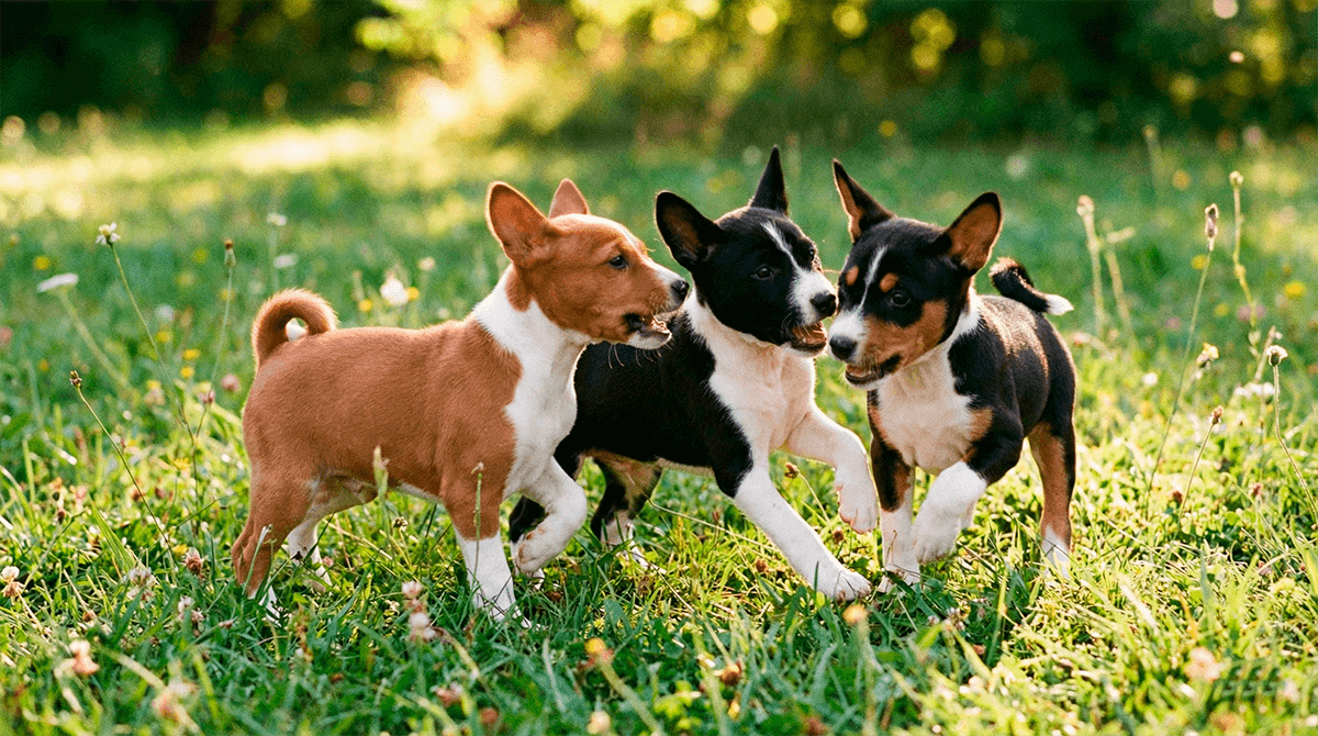 Три маленьких щенка африканской басенджи разных окрасов играют на траве. 