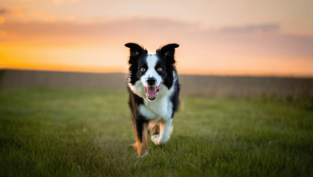 Бордер-колли