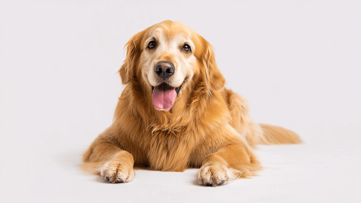 Золотистый ретривер