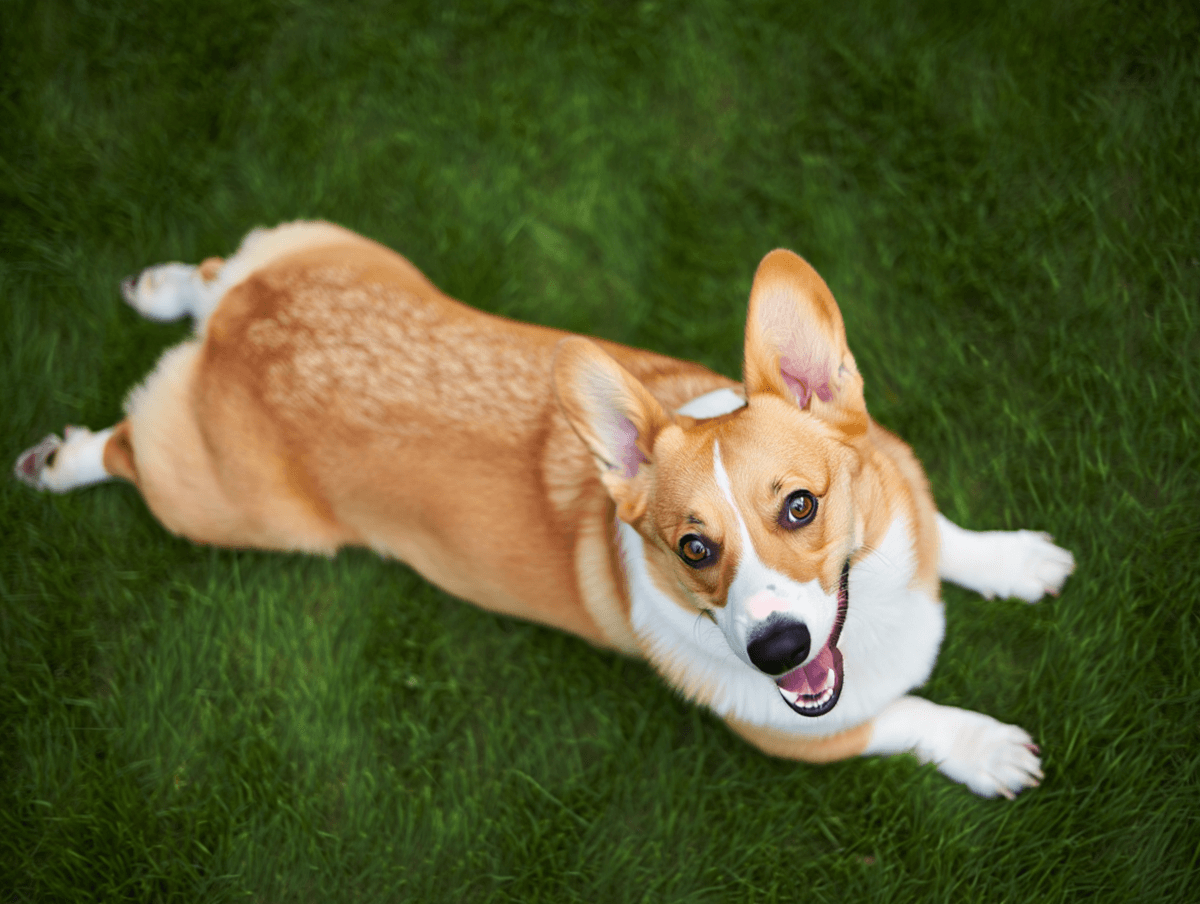 Веселый вельш-корги пемброк улыбается, лежа на траве
