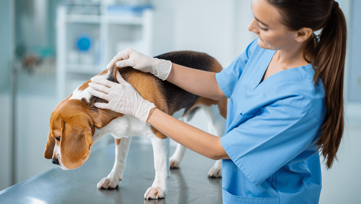 Ветеринар проверяет кожу собаки на наличие дерматита и перхоти.