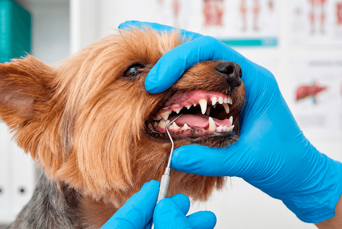 Ветеринар проверяет зубы йоркширского терьера на наличие зубного камня.