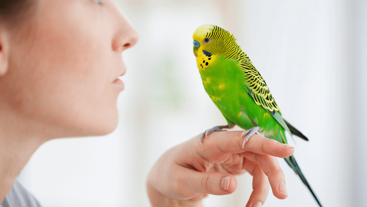 Волнистый попугайчик сидит на пальце и общается с хозяином