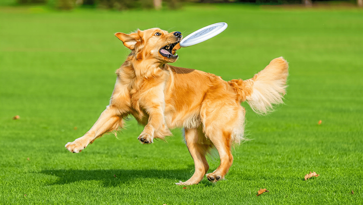 Взрослый золотистый ретривер играет с фрисби на лужайке