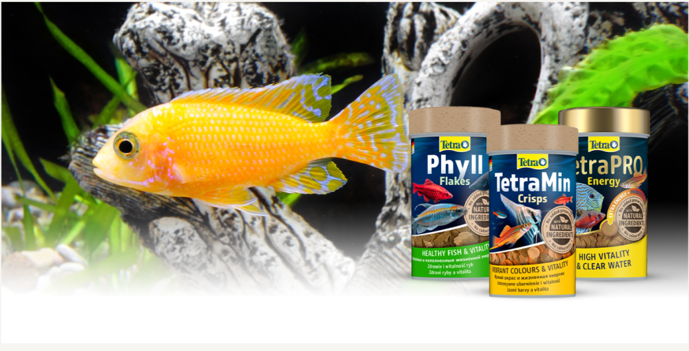 Как выбрать корм для аквариумных рыбок