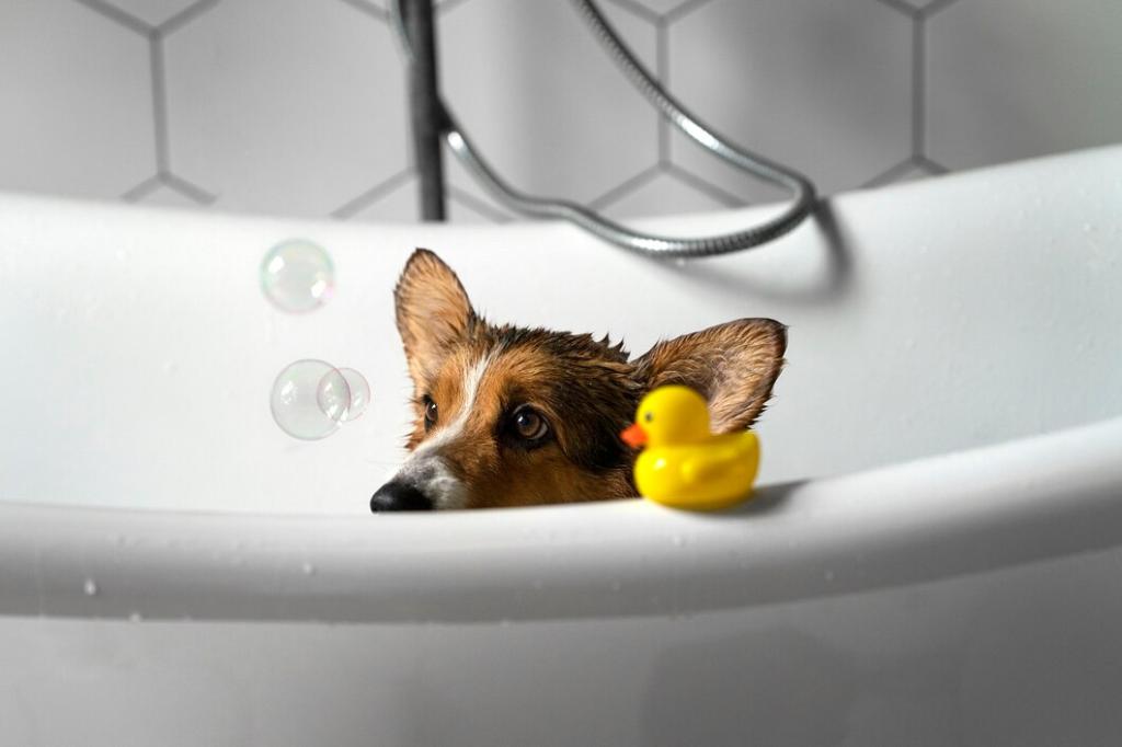 Банный день: как помыть собаку в домашних условиях - Заповедник