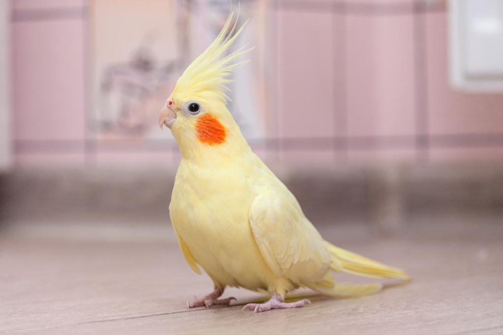 Как определить возраст попугая Корелла 🚩 Помогите определить породу!!! 🚩 Попугаи и канарейки