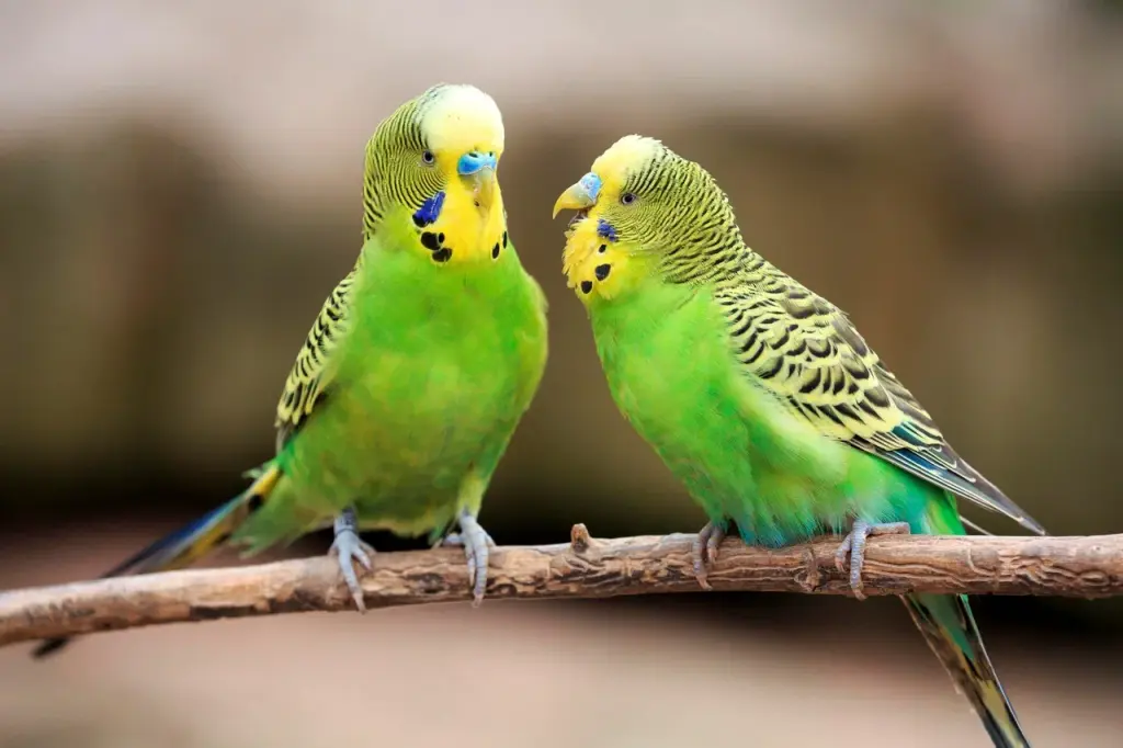 Волнистый попугайчик: содержание дома и особенности ухода