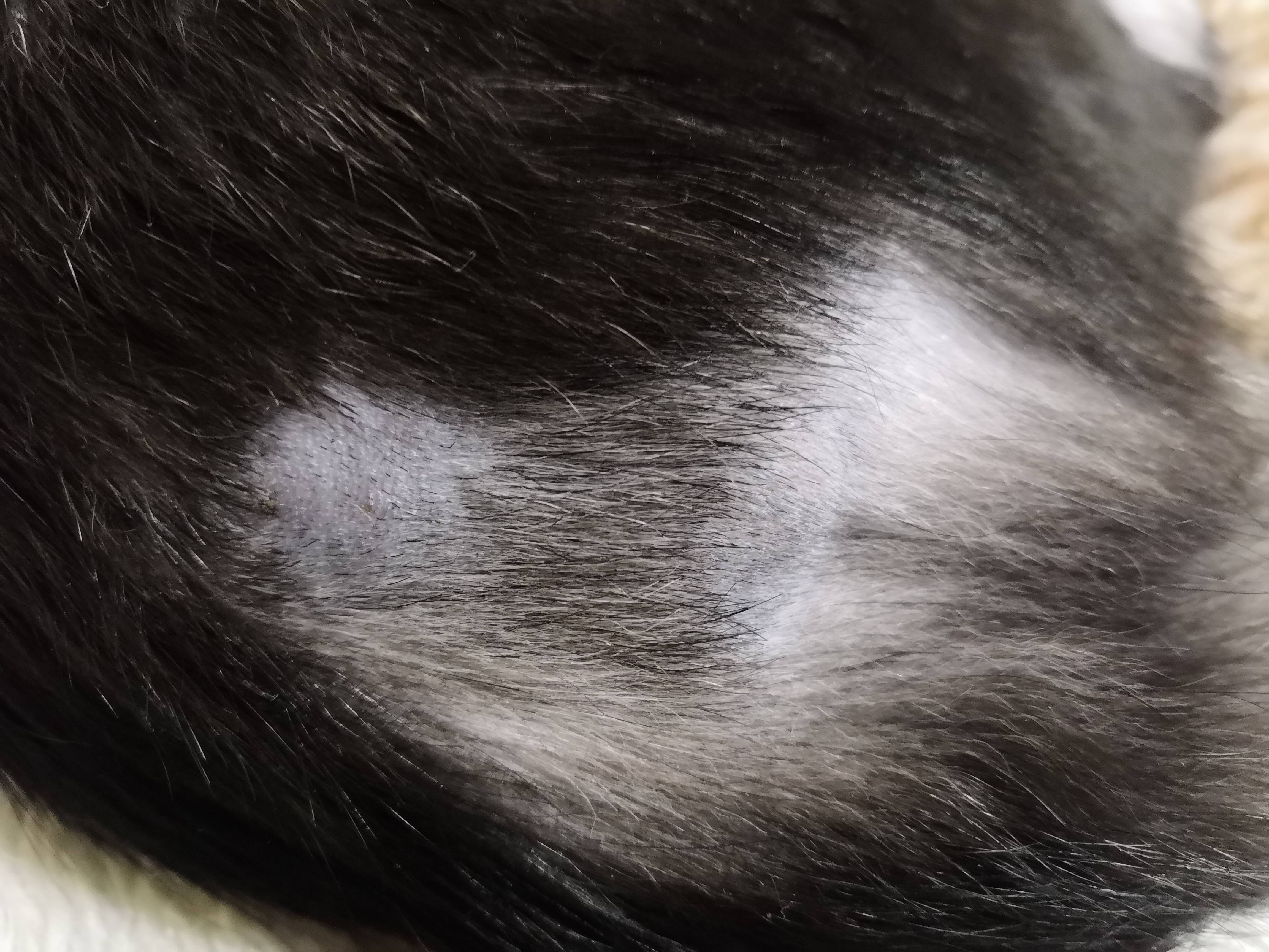 Почему у кошек выпадает шерсть?