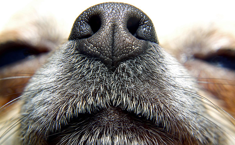 Собачий нос