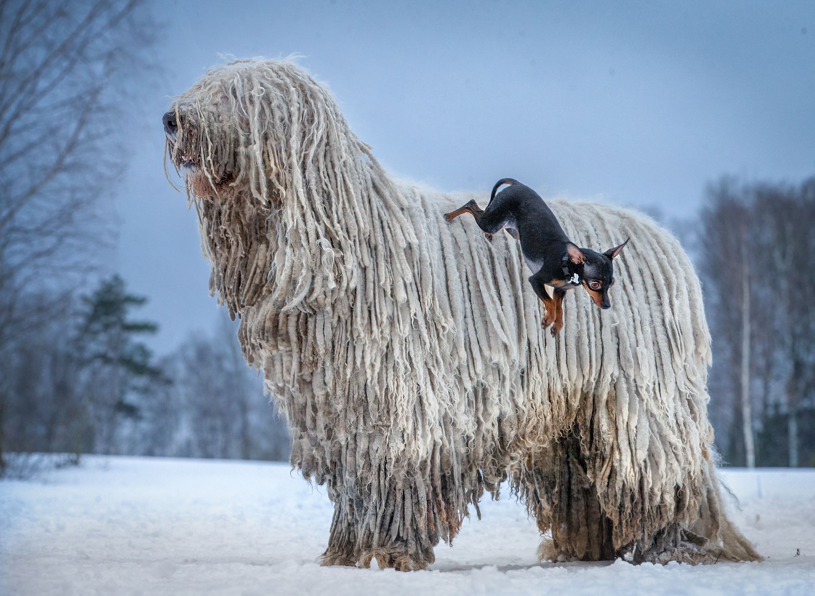 Шерстяная собака