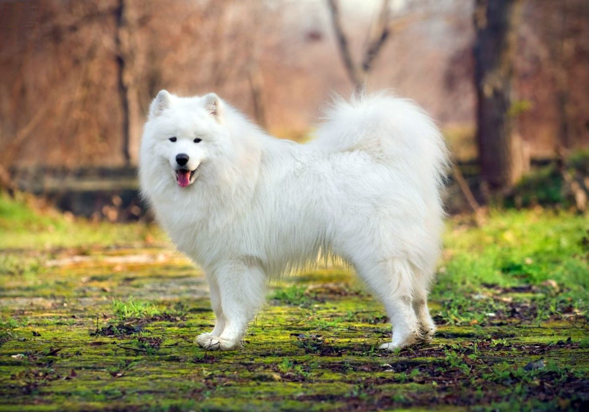 Самоедская лайка