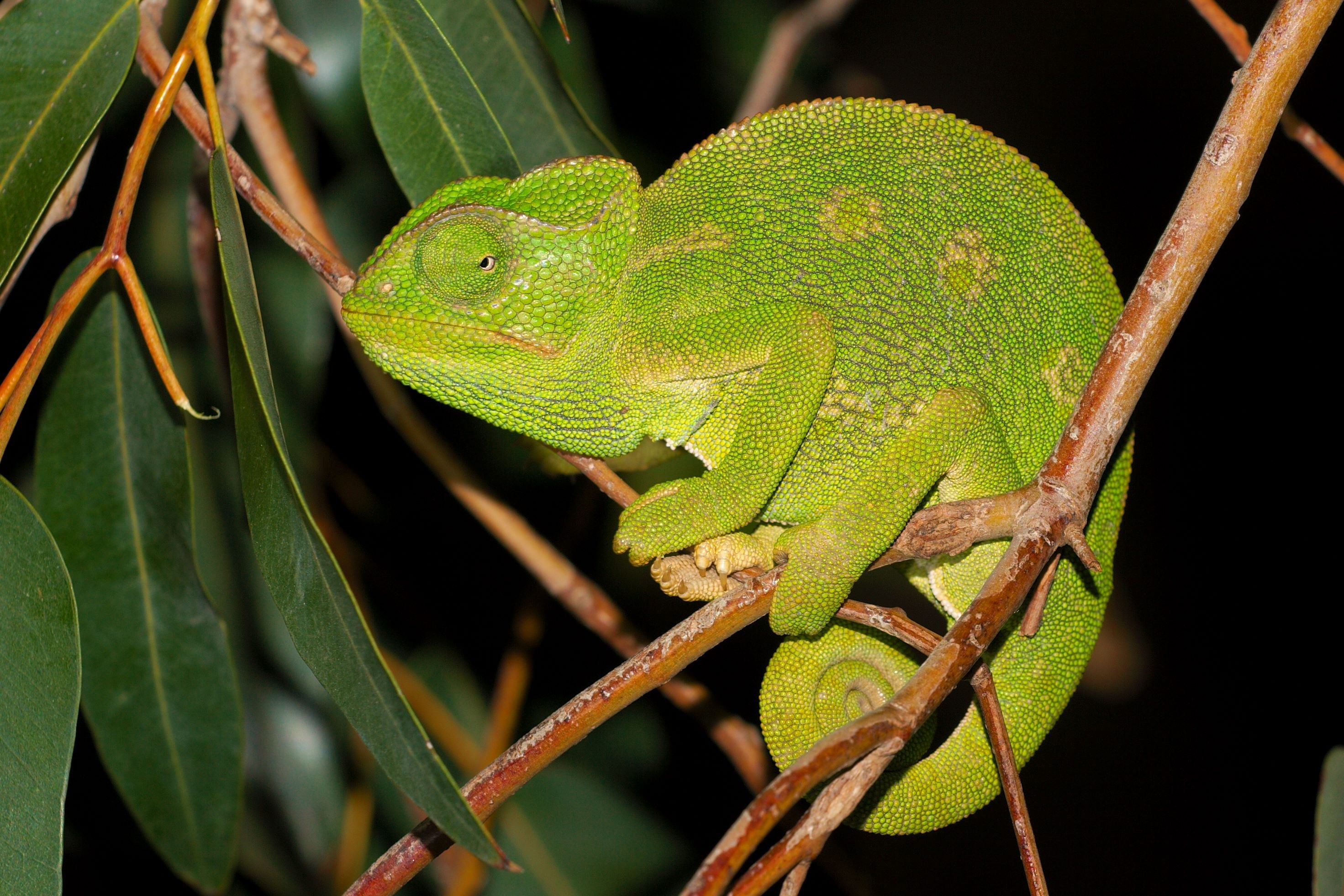 Chamaeleo chamaeleon