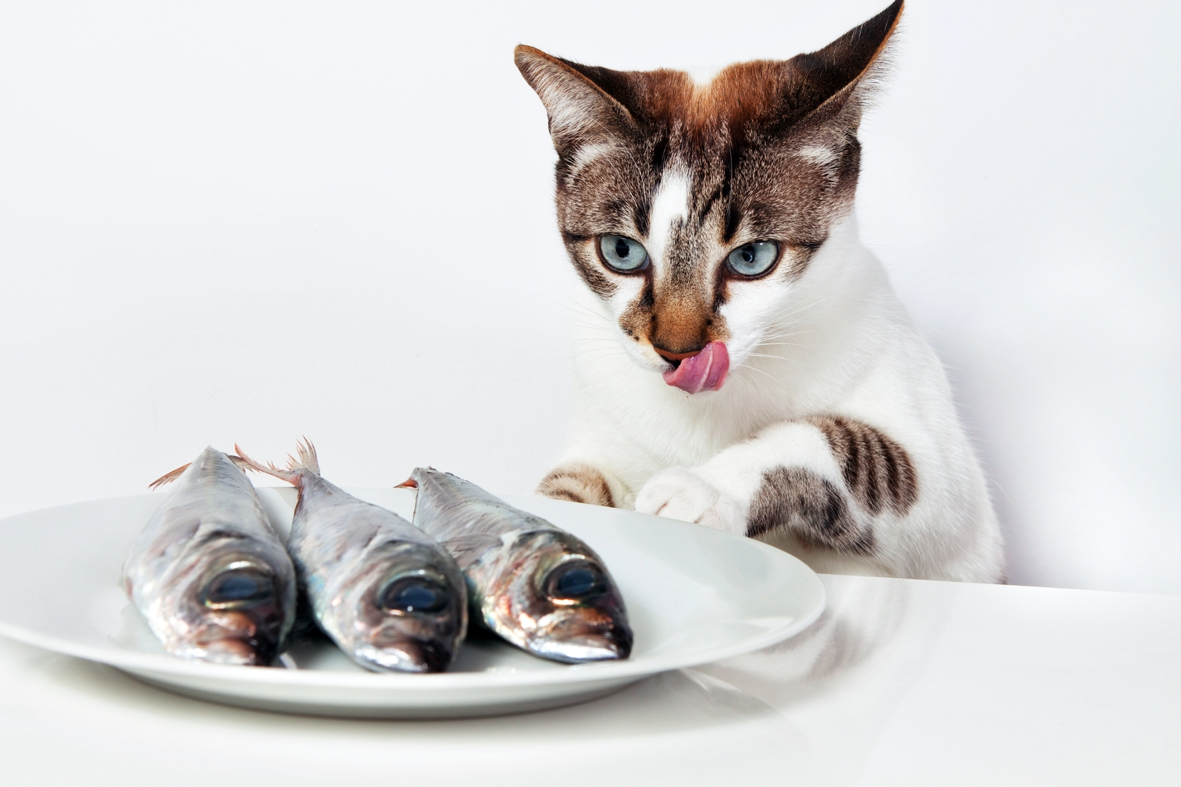 Кошка ест рыбу