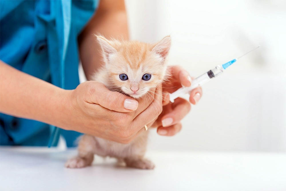 Вакцинация котенка