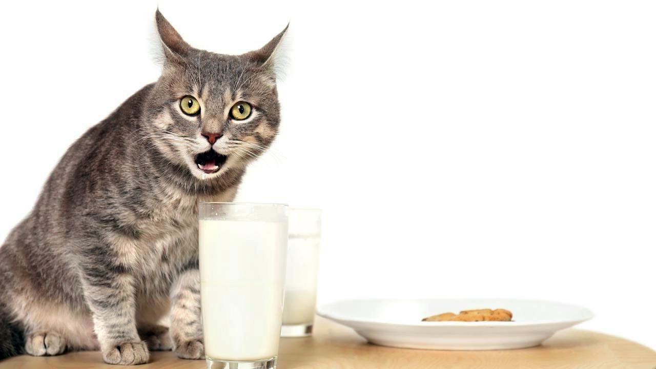 Кошка не пьет молоко