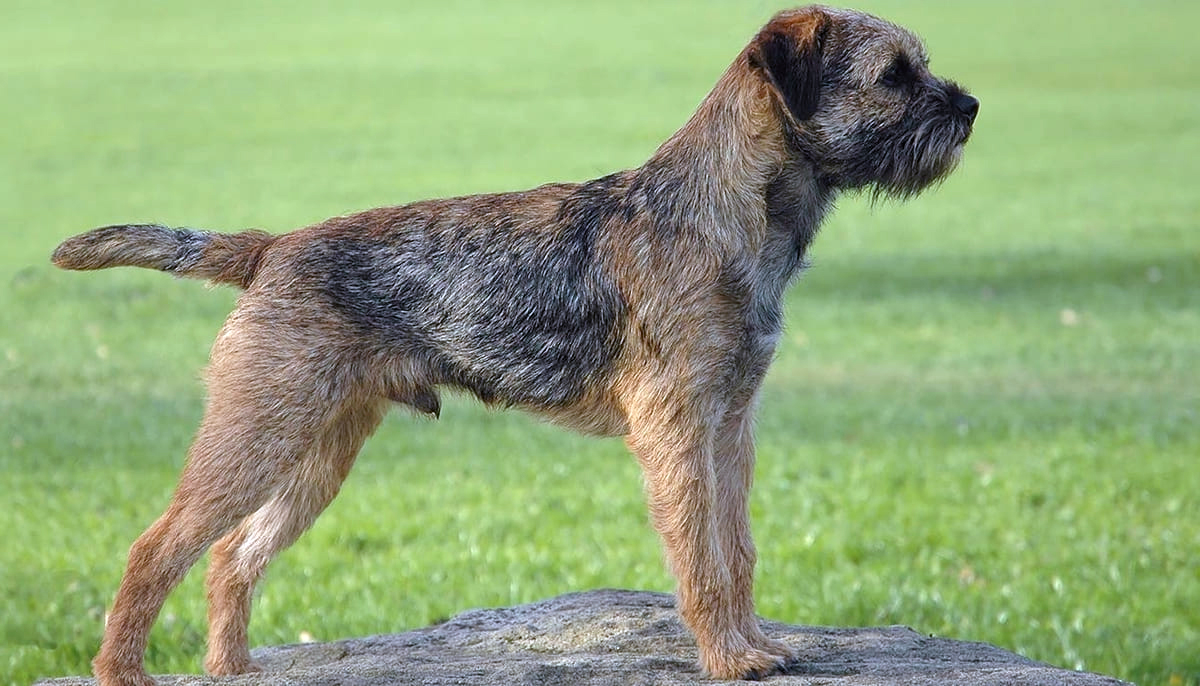 Бордер-терьер