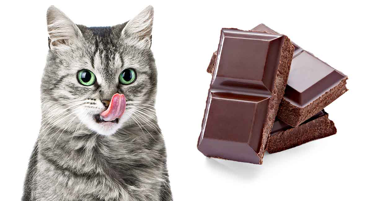 Кошкам нельзя есть шоколад