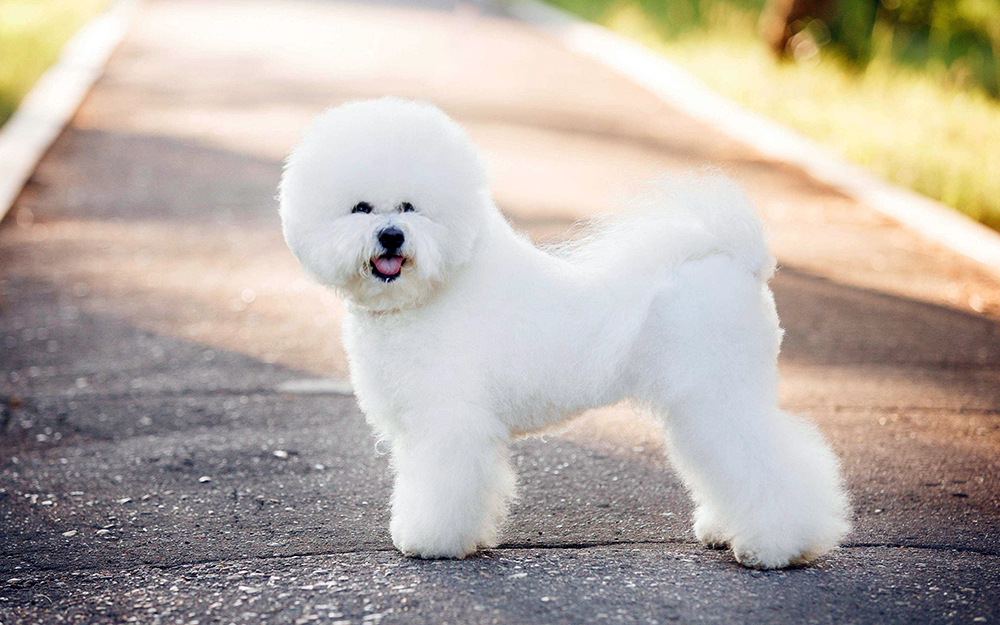 Бишон фризе