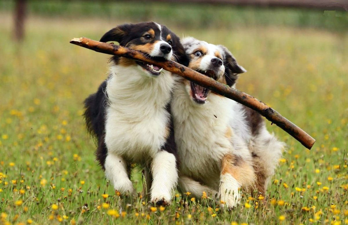 Щенки играют с другими собаками