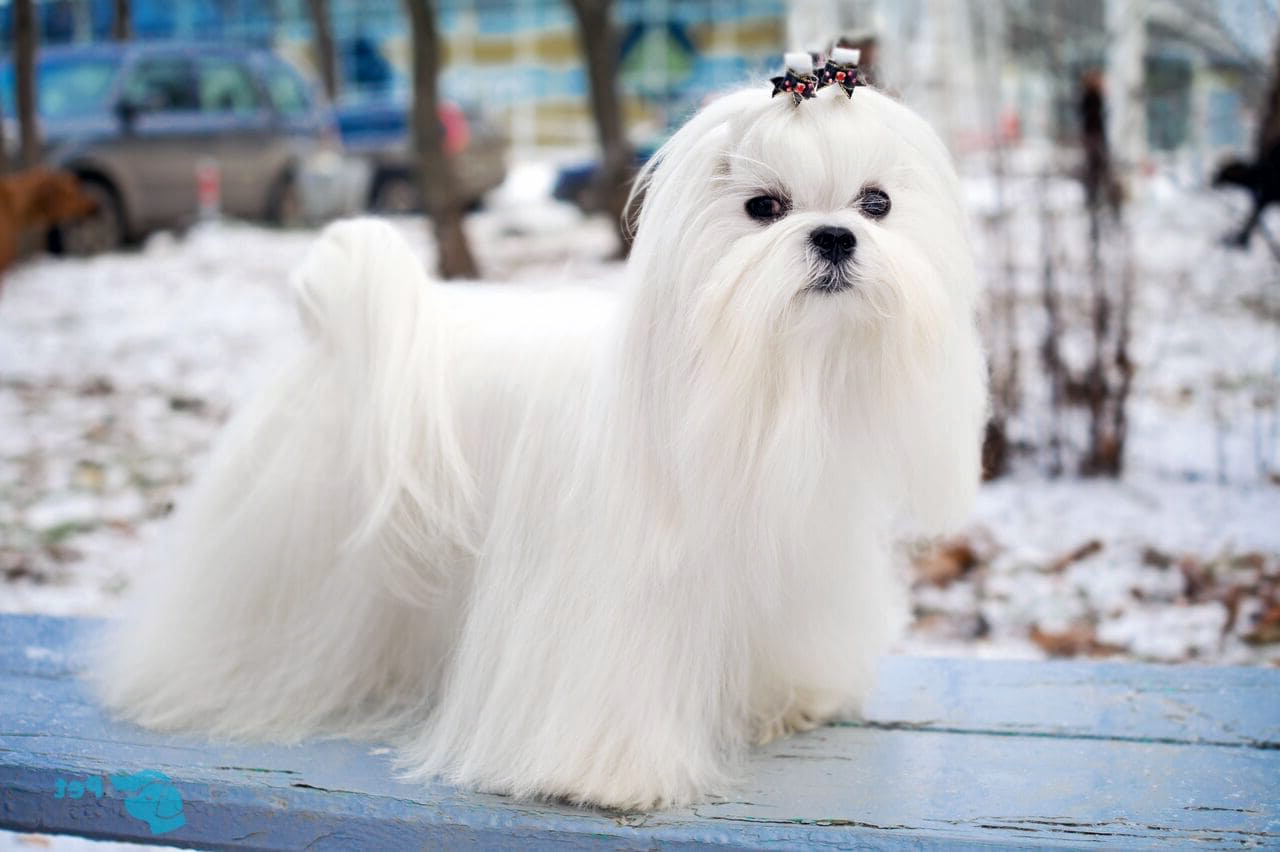 Мальтийская болонка