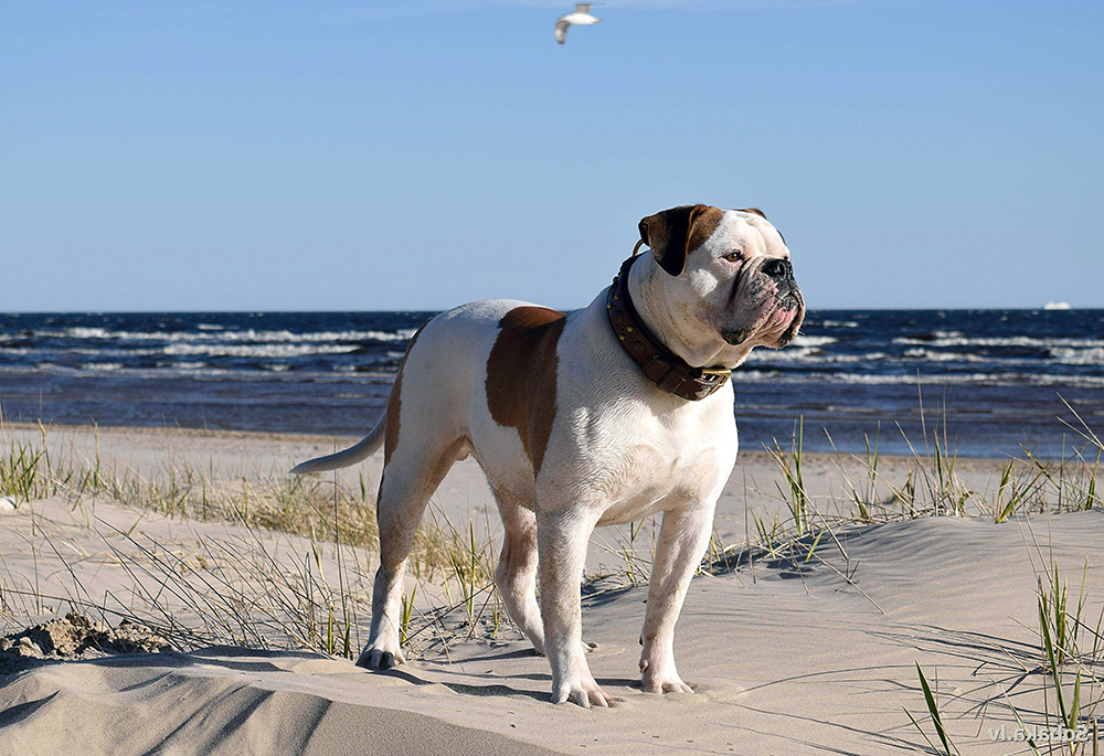 Американский бульдог