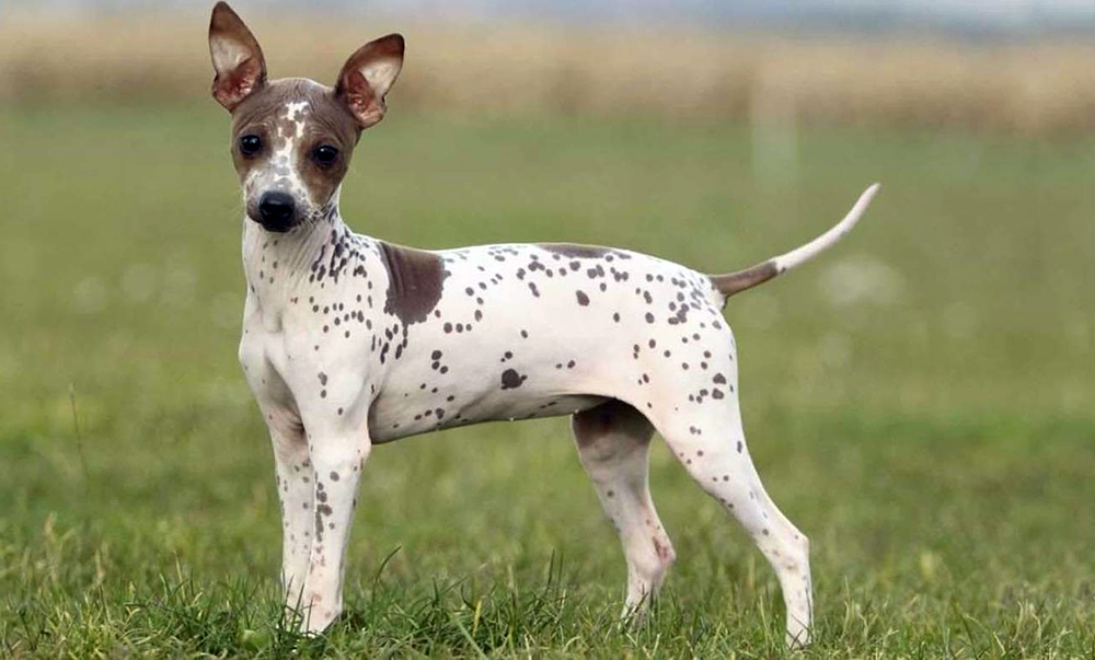 Американский голый терьер