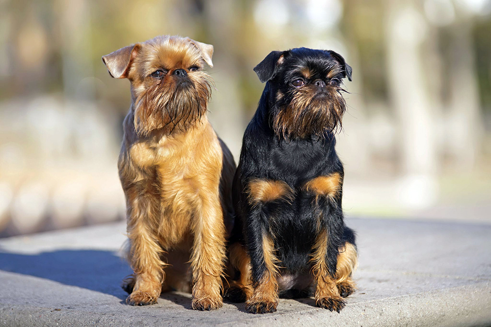 Брюссельский гриффон