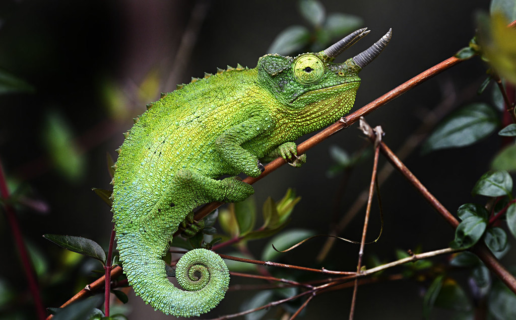 Велеточковые хамелеоны