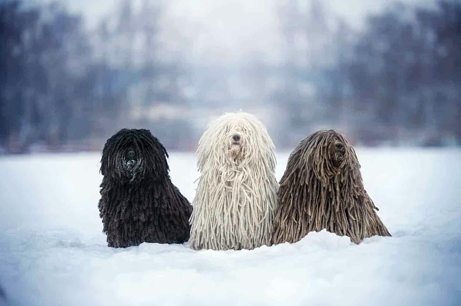 Венгерская овчарка