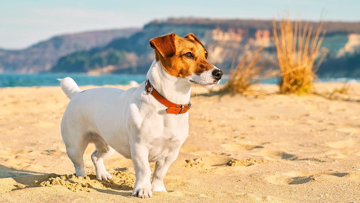 Джек-рассел-терьер