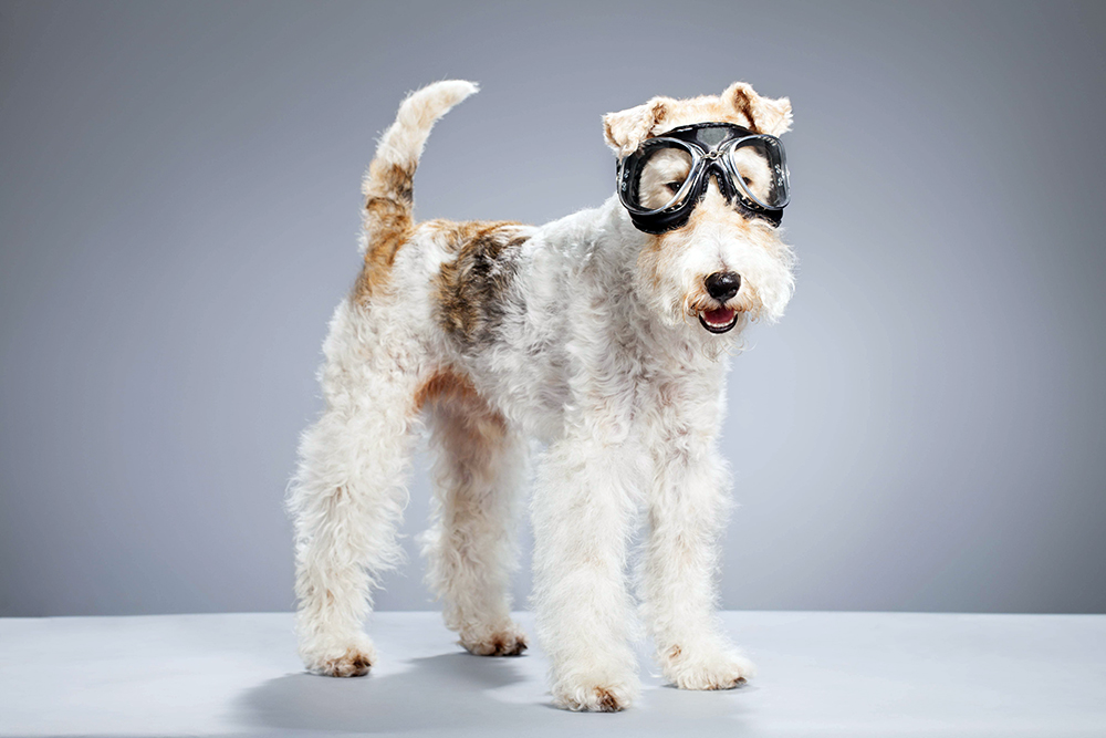 Жесткошерстный фокстерьер