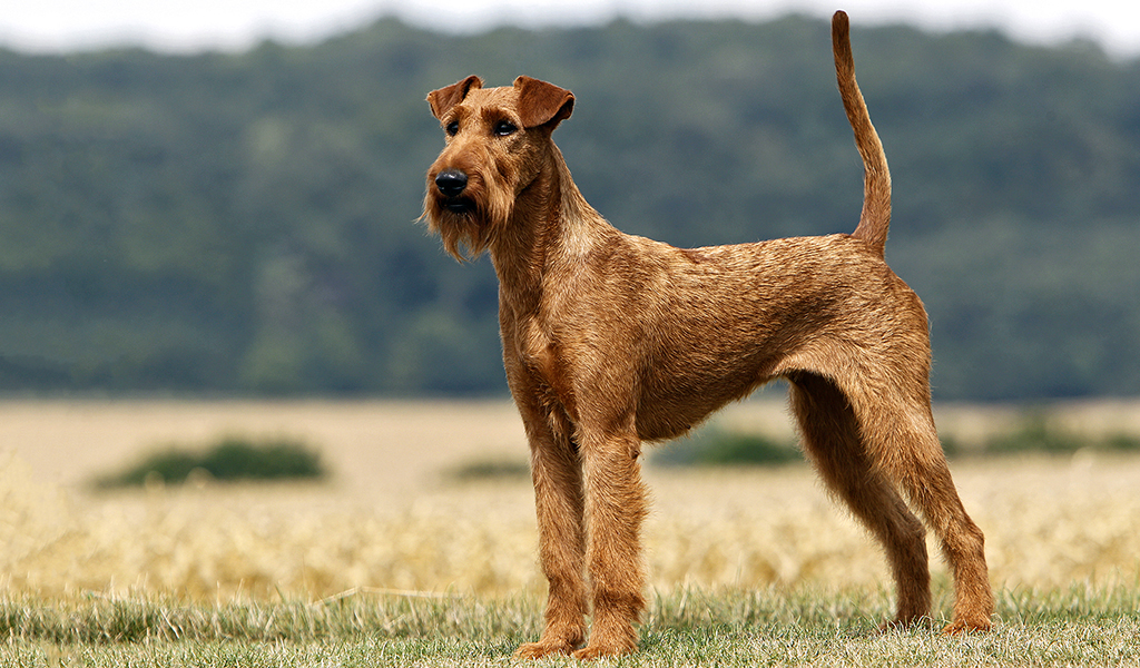 Ирландский терьер