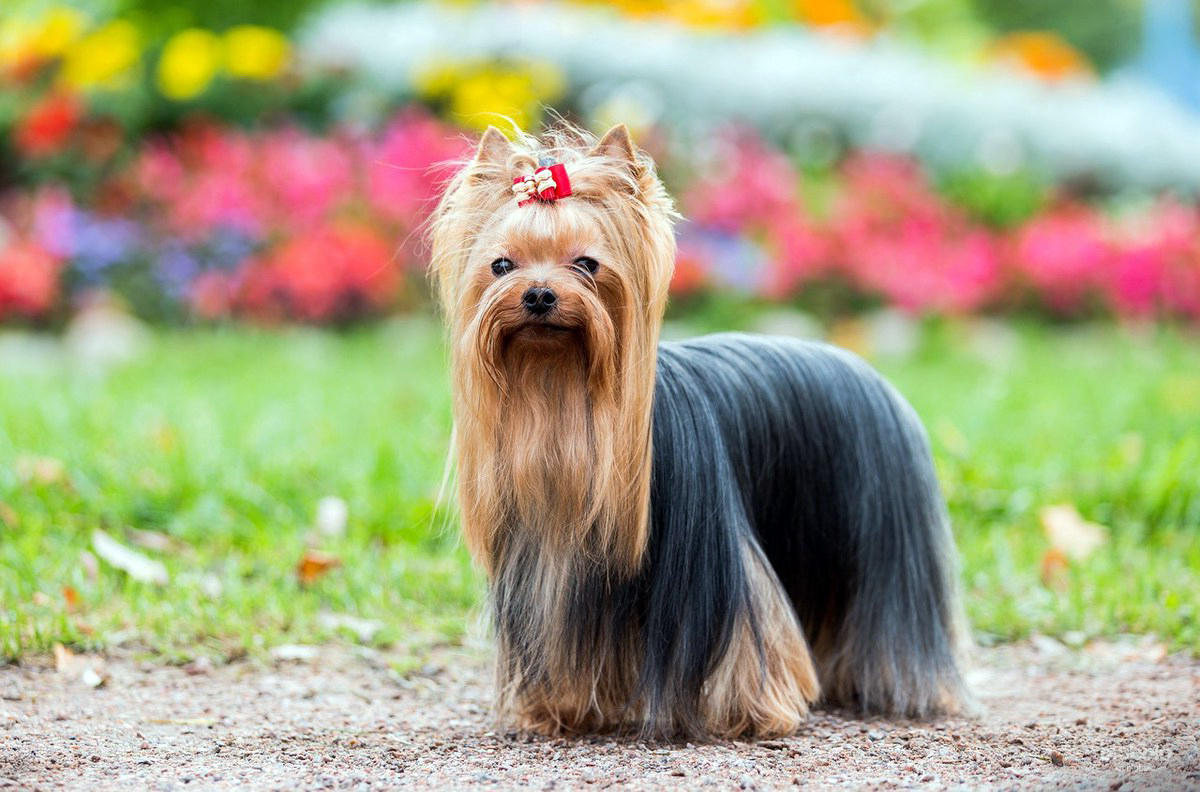 Йоркширский терьер