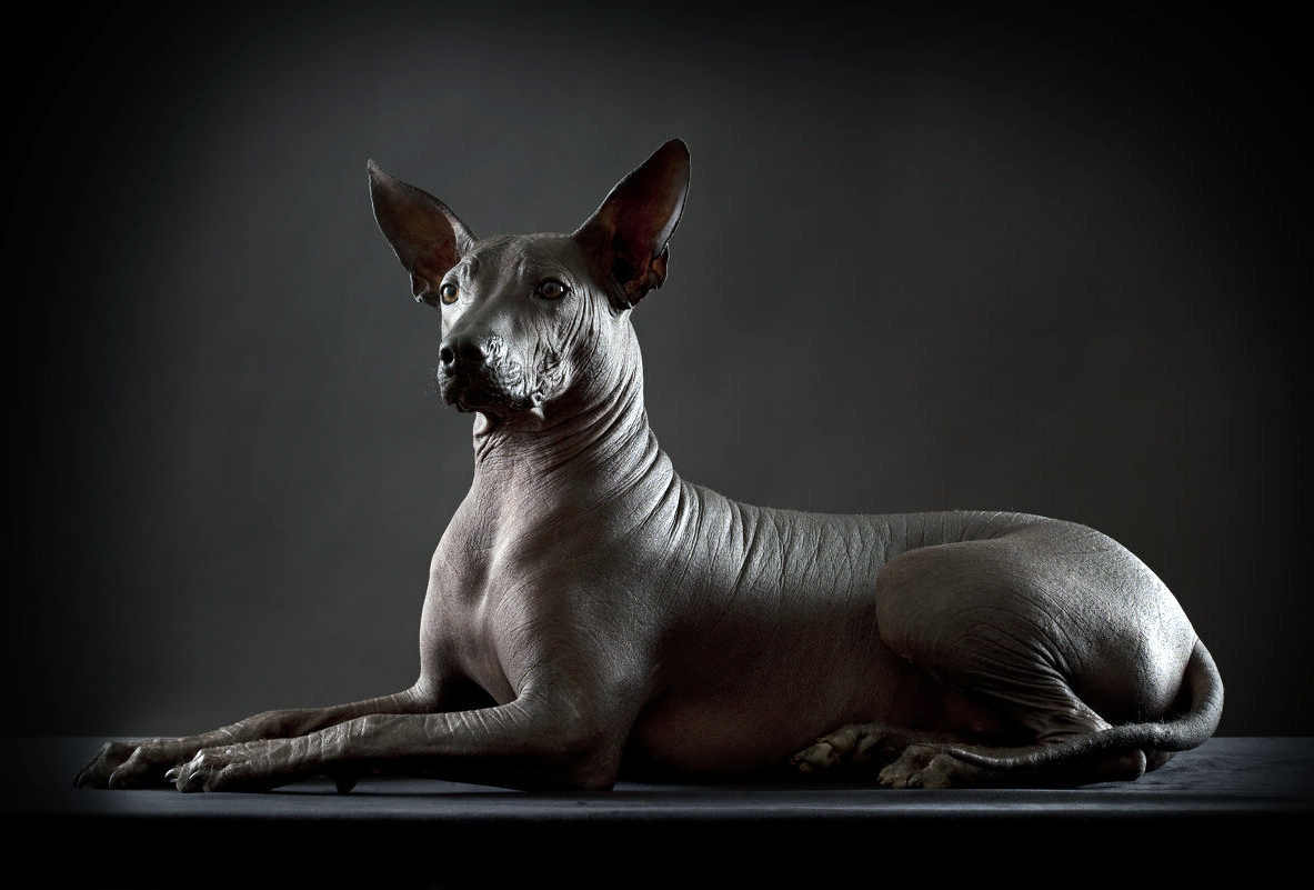 Ксолоитцкуинтли