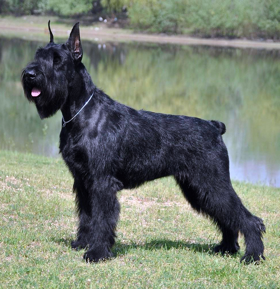 Ризеншнауцерм