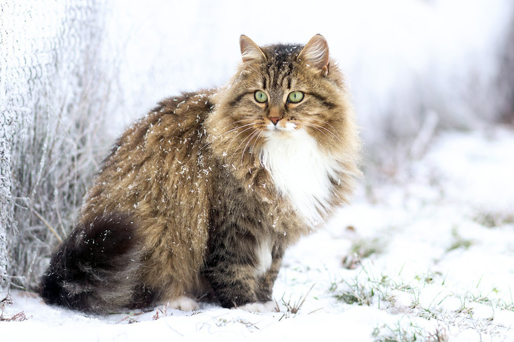 Сибирские кошки