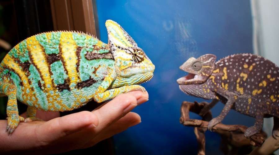 Хамелеон Йеменский