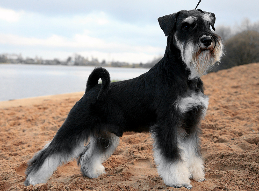 Цвергшнауцер