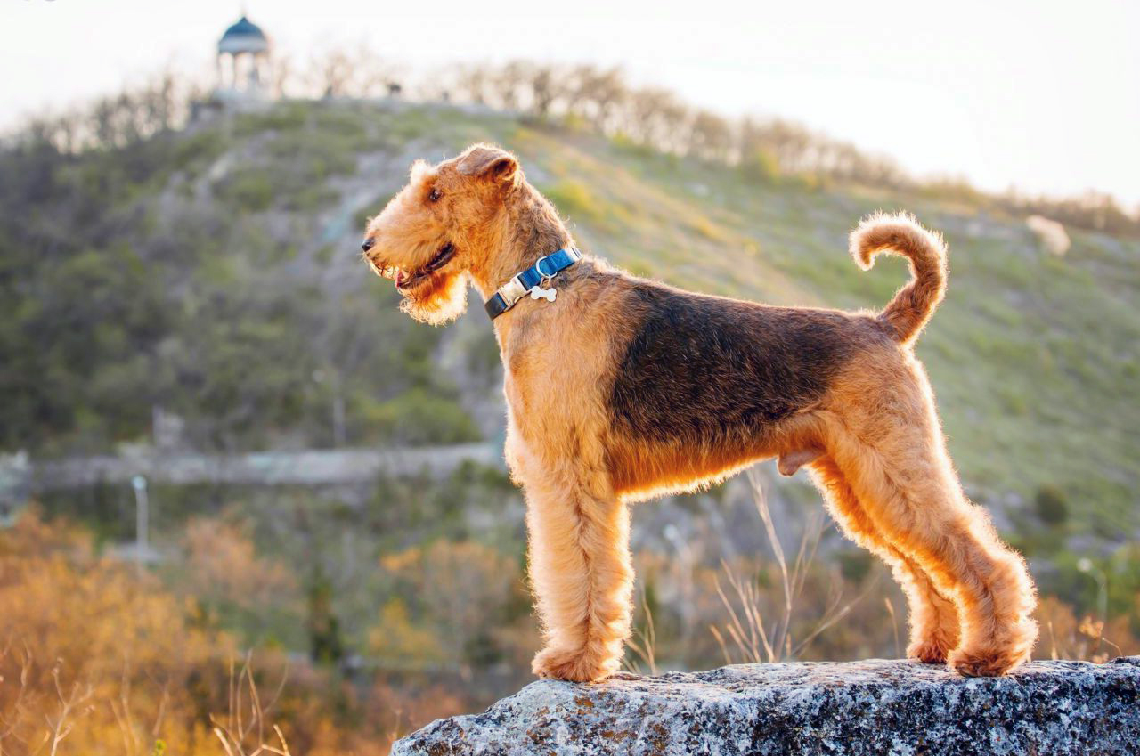 Эрдельтерьер