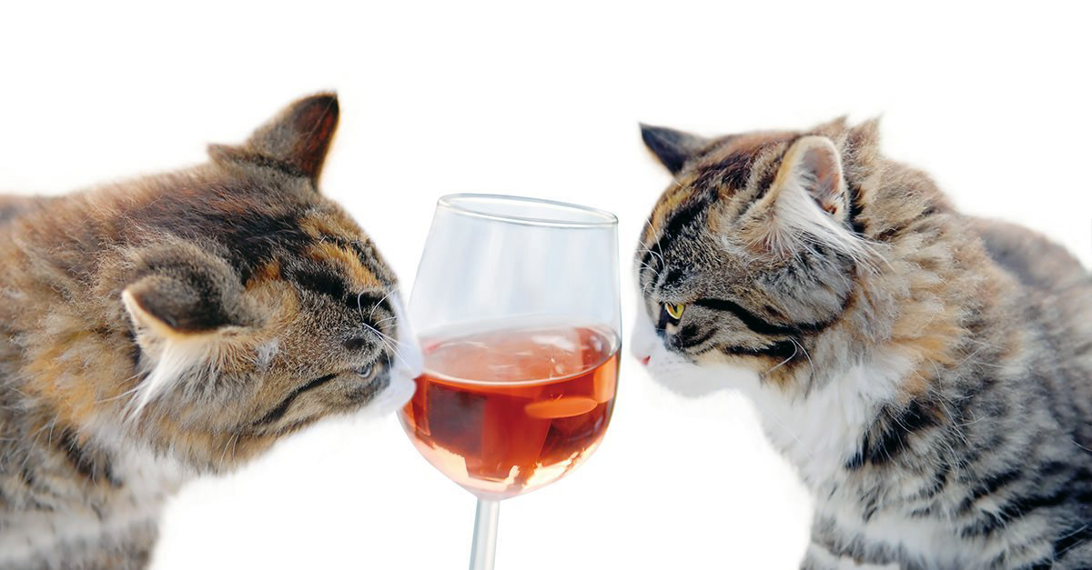 Кошки и алкоголь